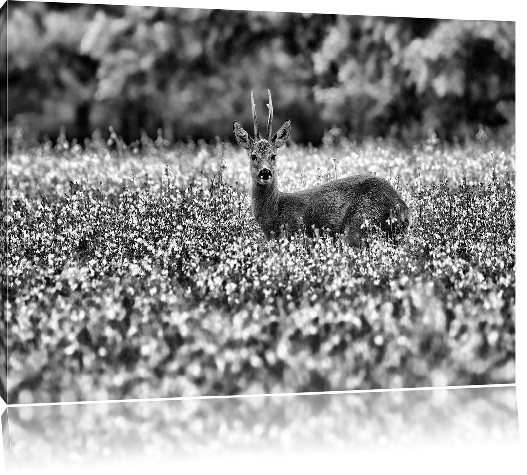 Pixxprint Monocrome, junger Hirsch auf Wildwiese, Format: 100x70 auf Leinwand, 100x70