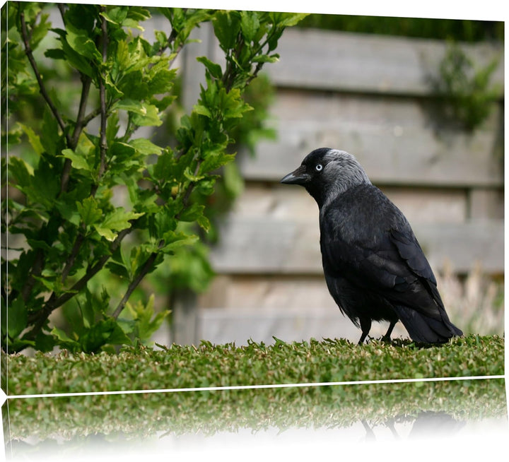 schöner schwarzer Vogel auf Gartenwiese Leinwand, XXL riesige Bilder fertig gerahmt mit Keilrahmen,