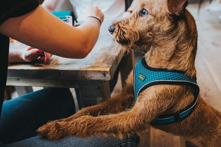 HUNTER HILO COMFORT Geschirr für kleine Hunde mit Netzmaterial und reflektierenden Elementen, türkis
