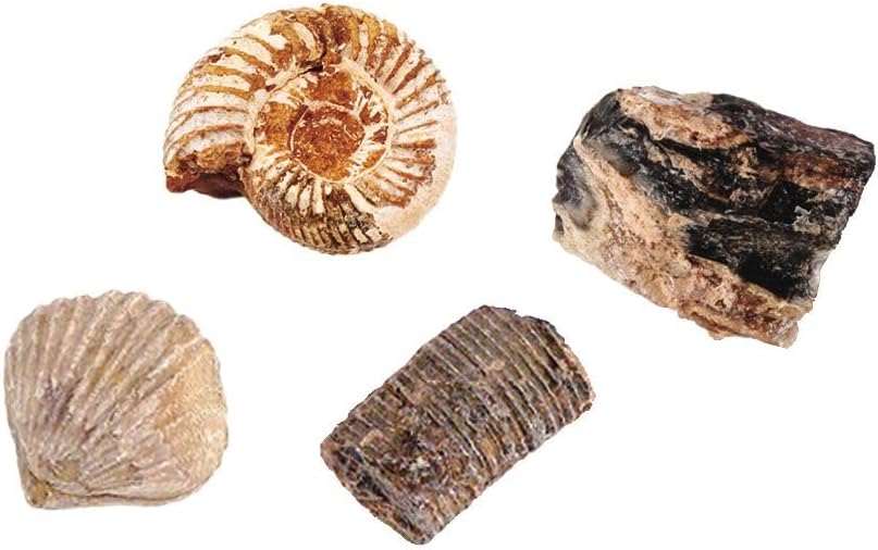 Moses. Expedition Natur Das grosse Fossilien-Ausgrabungs-Set, Gipsblock mit 5 echten Fossilien, Ausg