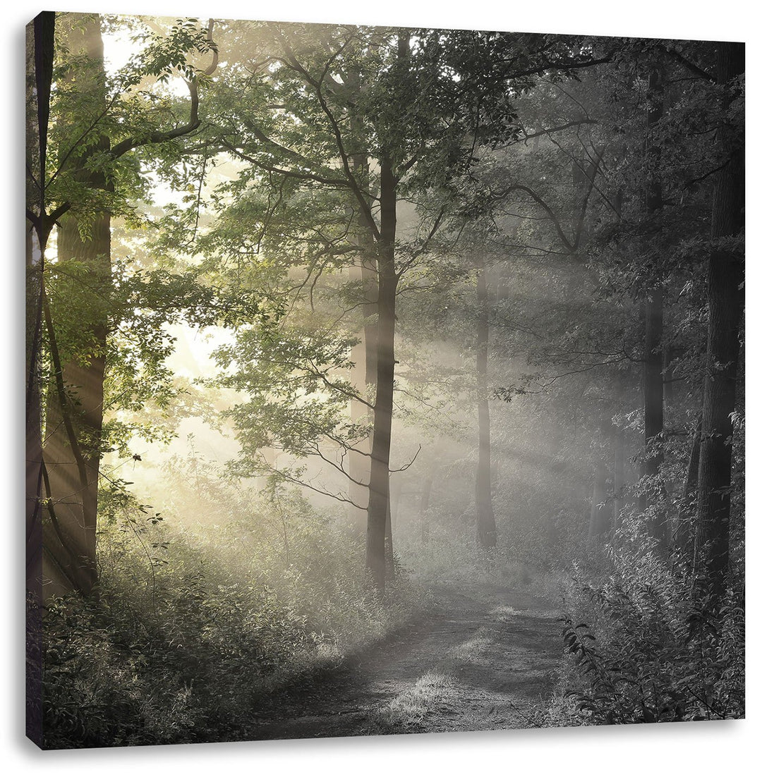Pixxprint Waldweg im Grünen als Leinwandbild/Grösse: 70x70 cm/Wandbild/Kunstdruck/fertig bespannt, 7