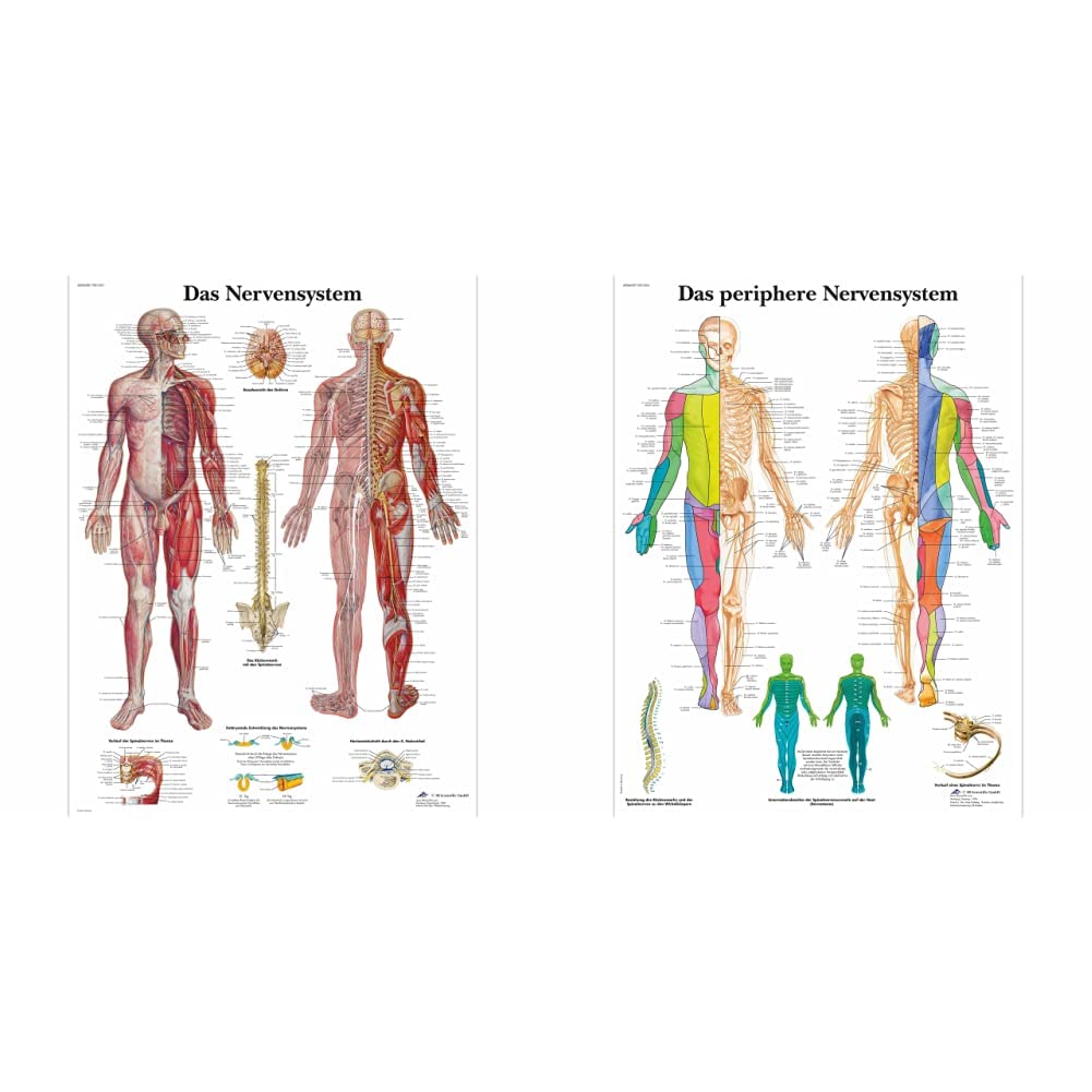 3B Scientific Lehrtafel laminiert - Das Nervensystem & Lehrtafel laminiert - Das periphere Nervensys