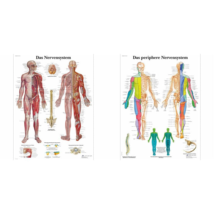 3B Scientific Lehrtafel laminiert - Das Nervensystem & Lehrtafel laminiert - Das periphere Nervensys