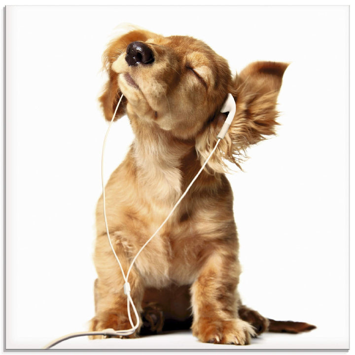 ARTland Glasbilder Wandbild Glas Bild einteilig 50x50 cm Quadratisch Hund Tiere Musik Dackel Welpen