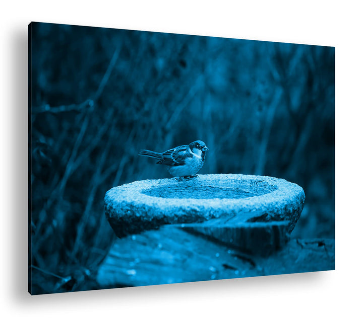 deyoli kleiner Spatz an einer Wassertränke Format 80x60 Effekt: Monocrome Blau als Leinwandbild, Mot