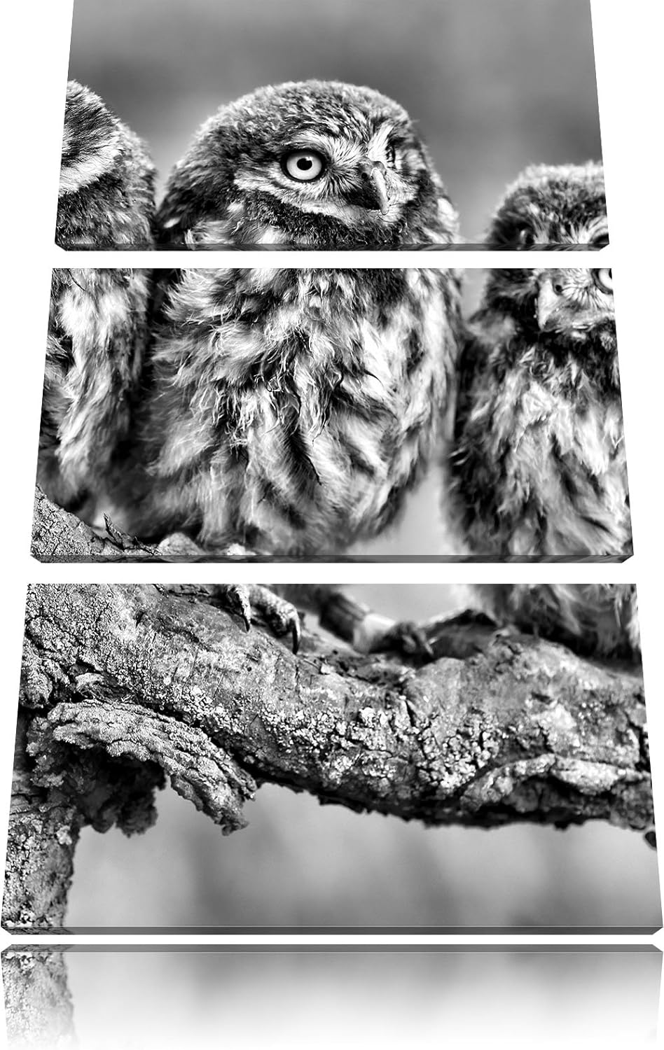 Pixxprint DREI Eulen auf AST als Leinwandbild/Grösse: 3 Teilig (120x80) cm/Wandbild/Kunstdruck/ferti