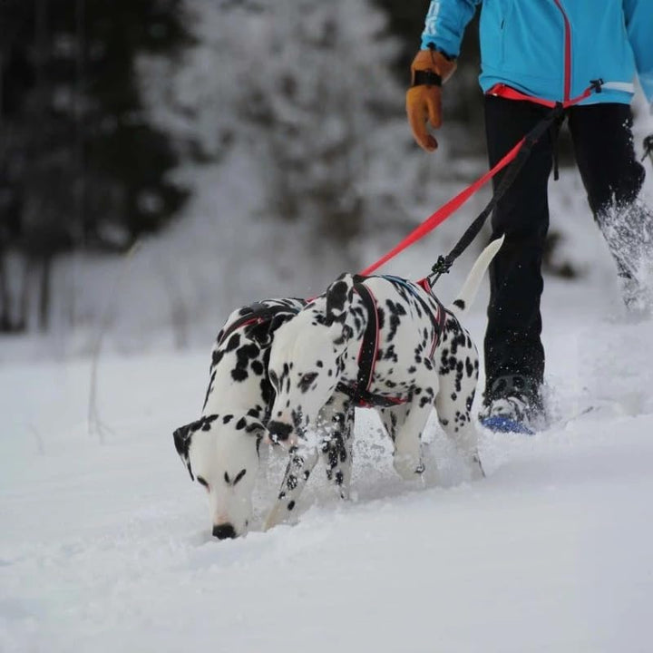 Vielseitiges Hundegeschirr Inlandsis Polar Quest X-Back – leicht, ergonomisch und robust – Canicross
