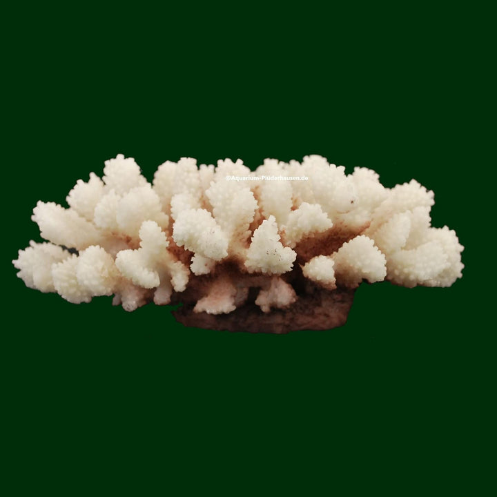AQUARIUM PLÜDERHAUSEN Steinkoralle, 21x15x8 cm, SPS, Meerwasseraquarium Korallen, Acropora Nachbildu