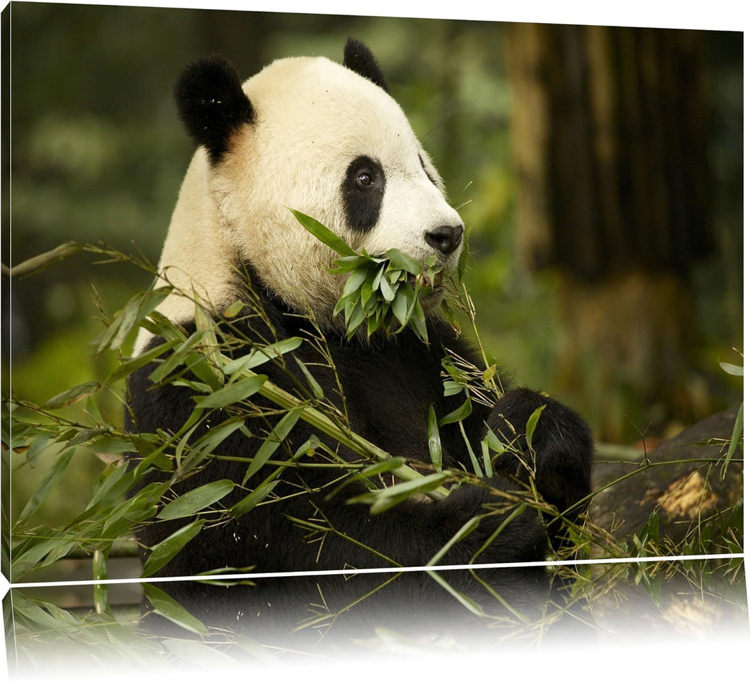 Pandabär beim Fressen Leinwand, XXL riesige Bilder fertig gerahmt mit Keilrahmen, Kunstdruck auf Wan