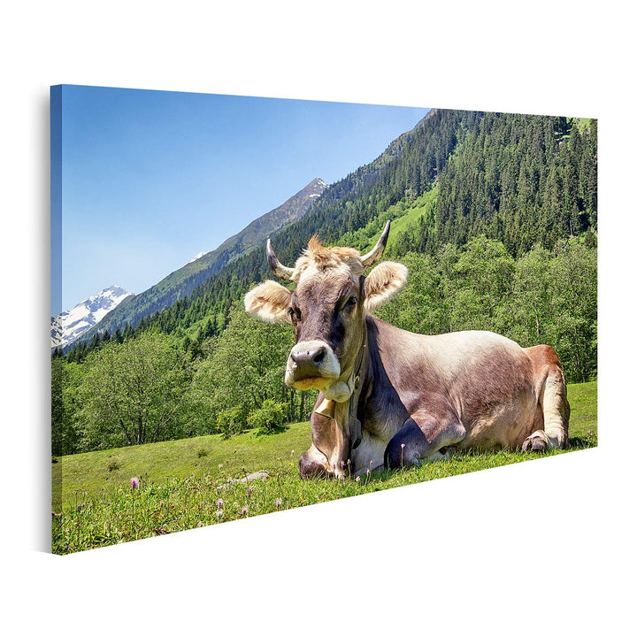 islandburner Bild auf Leinwand Kuh Europäische Alpen Bilder Wandbilder Poster, Leinwand 80x40cm