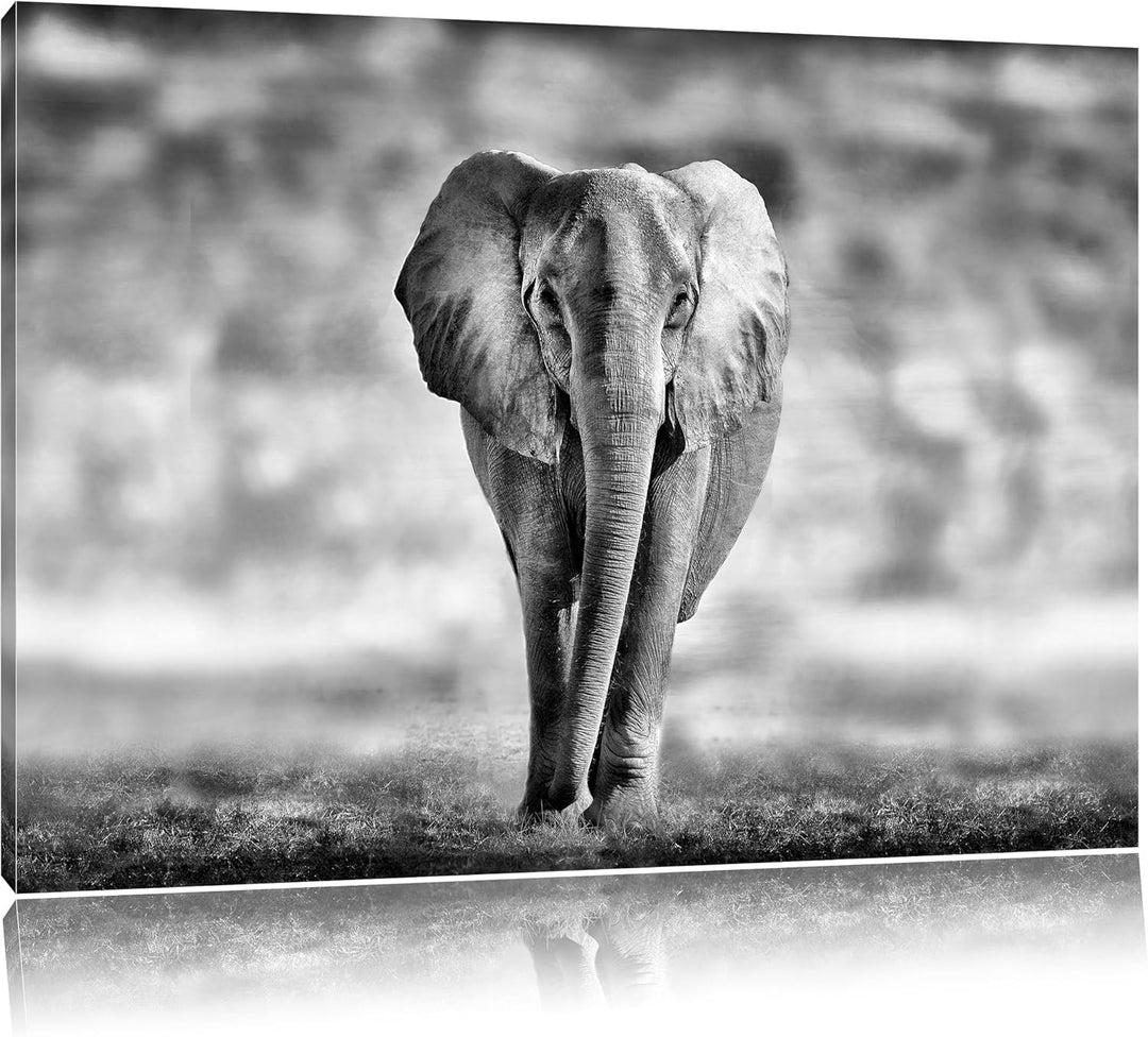 Pixxprint Einsamer Elefant Schwarz-Weiss als Leinwandbild/Grösse: 100x70 cm/Wandbild/Kunstdruck/fert