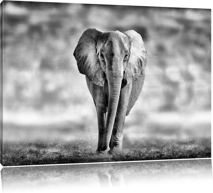 Pixxprint Einsamer Elefant Schwarz-Weiss als Leinwandbild/Grösse: 100x70 cm/Wandbild/Kunstdruck/fert