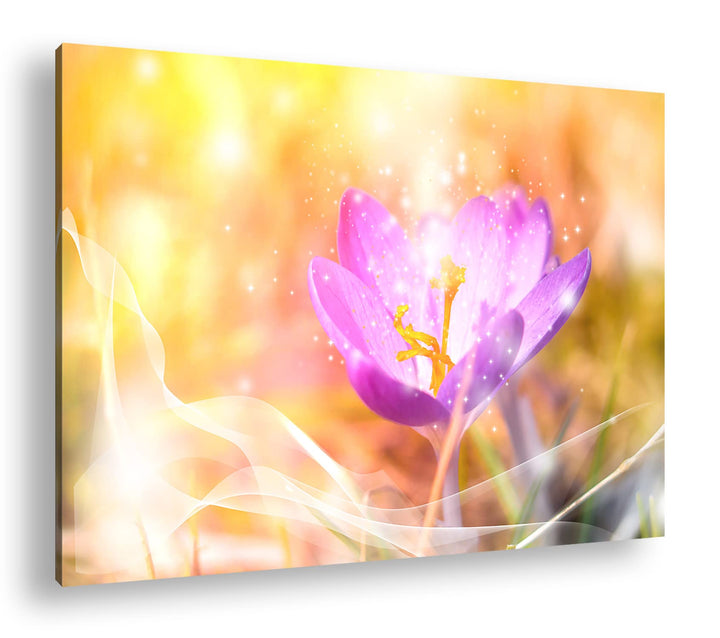 deyoli blühender frühlings Krokus Format: 80x60 als Leinwandbild, Motiv fertig gerahmt auf Echtholzr