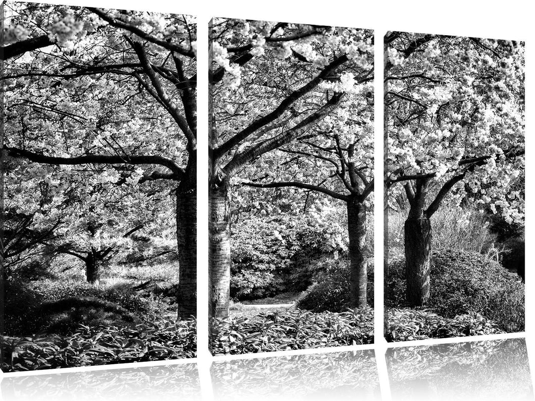 Pixxprint Rosa blühende Kirschbäume als Leinwandbild/Grösse: 3 Teilig (120x80) cm/Wandbild/Kunstdruc