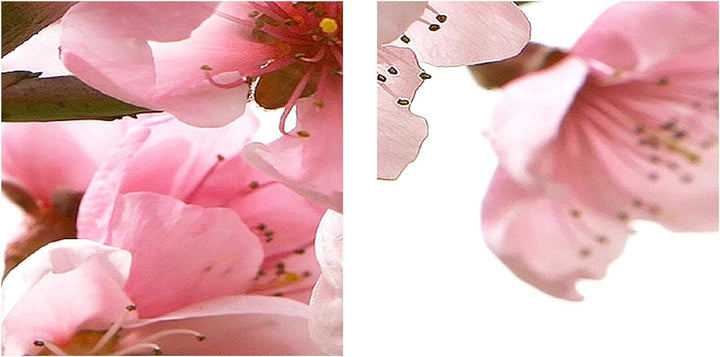 Runa Art Wandbilder Blumen Sakura Bild XXL Wohnzimmer Schlafzimmer Rosa Kirschbaum 120 x 80 cm 3 Tei