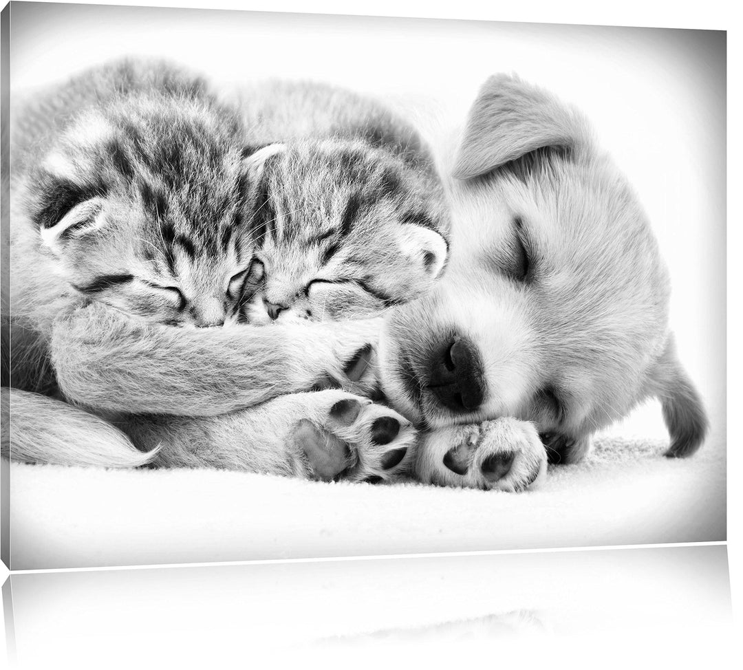 Pixxprint Hundewelpe mit kleinen Kätzchen als Leinwandbild/Grösse: 100x70 cm/Wandbild/Kunstdruck/fer