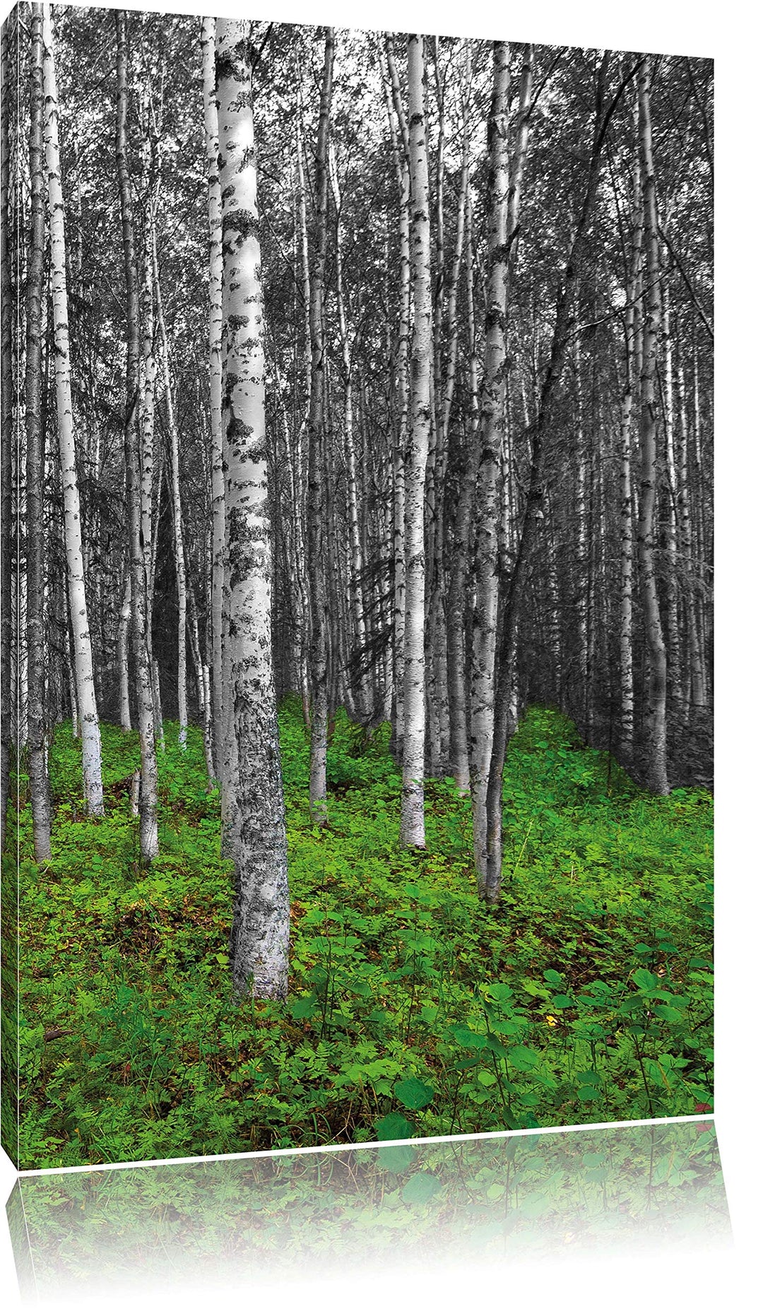 Pixxprint Kleiner ansehnlicher Birkenwald als Leinwandbild/Grösse: 120x80 / Wandbild/Kunstdruck/fert