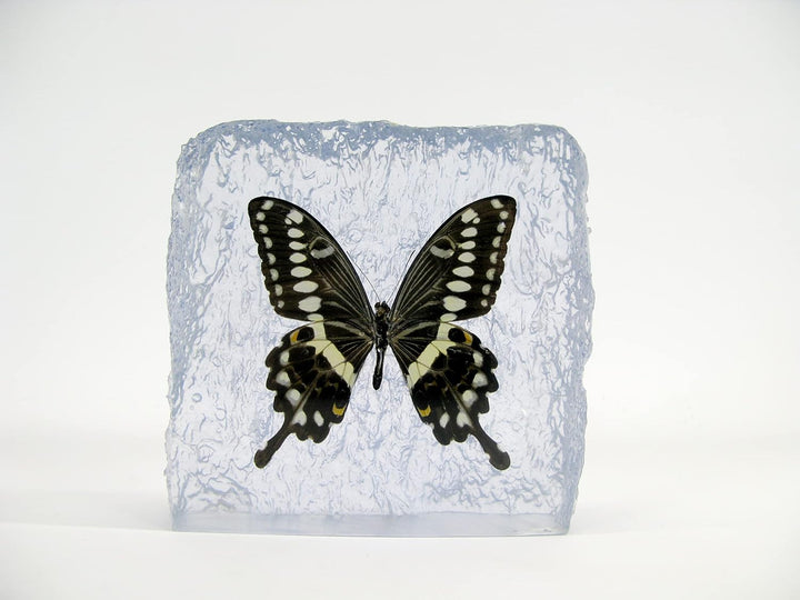 Echter, sorgfältig präparierten Schmetterling in Kunstharz gegossen. Dekorativ und selten. Bewahren