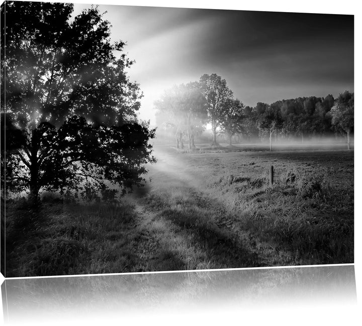 schöne Lichtung im Wald schwarz/weiss Format: 100x70 auf Leinwand, XXL riesige Bilder fertig gerahmt