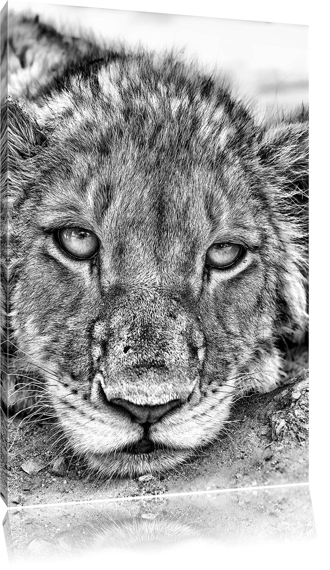 Monocrome, wachsame Löwin, Format: 100x70 auf Leinwand, XXL riesige Bilder fertig gerahmt mit Keilra