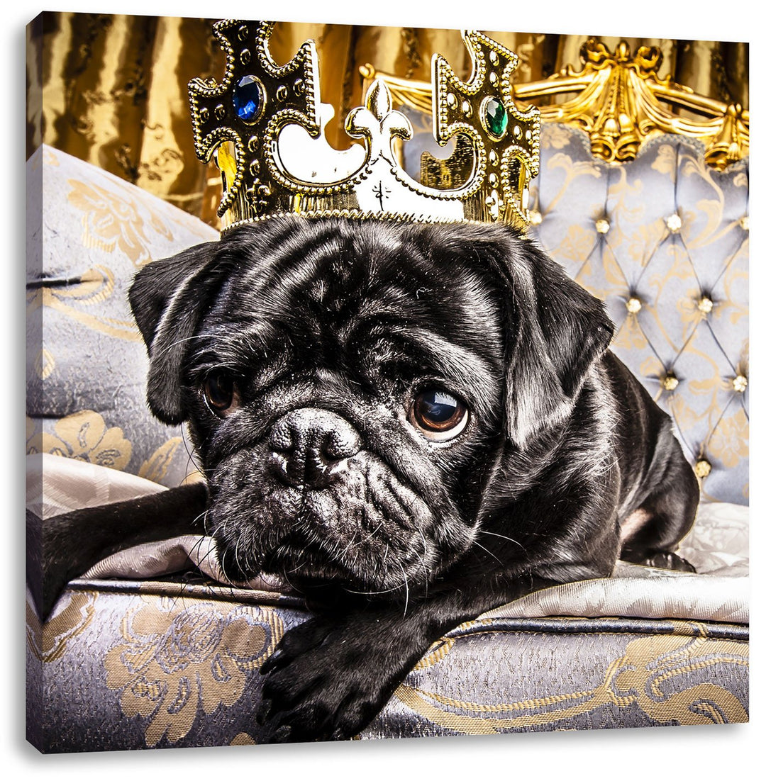 Süsser Mops auf dem Thron, Format: 70x70 auf Leinwand, XXL riesige Bilder fertig gerahmt mit Keilrah