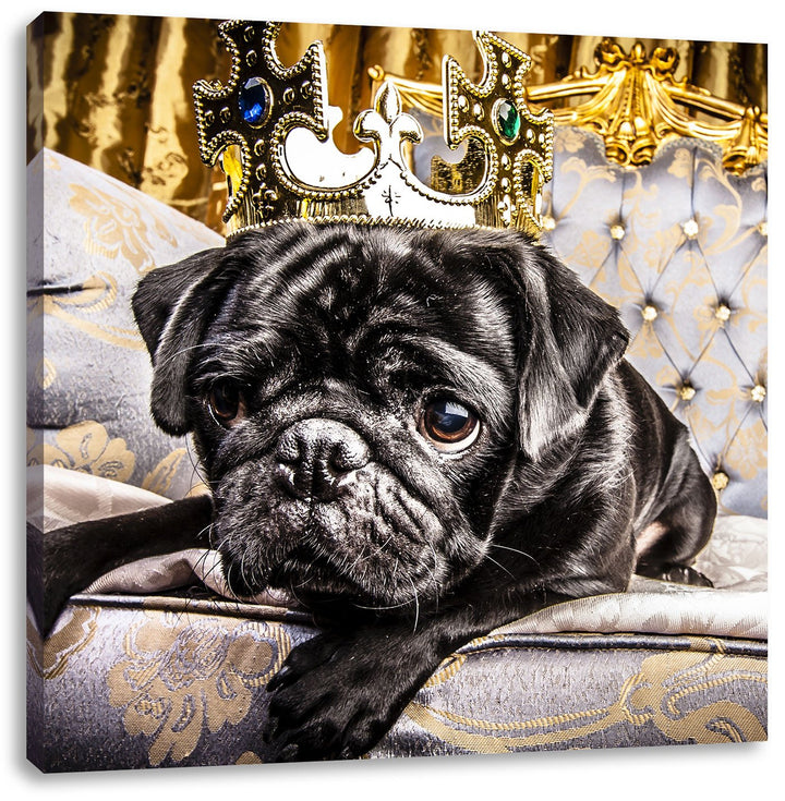 Süsser Mops auf dem Thron, Format: 70x70 auf Leinwand, XXL riesige Bilder fertig gerahmt mit Keilrah