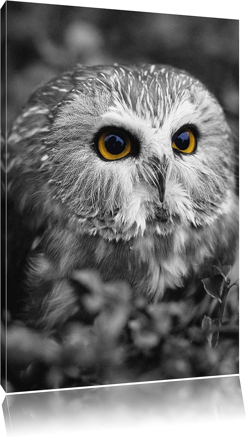 Pixxprint junger Kauz im Vogelbeerstrauch schwarz/weiss, Format: 80x120 auf hochkantiges Leinwand, 8