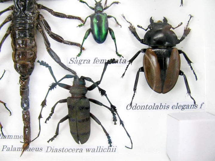 Echte exotische riesige Käfer, Insekten und Krabbler im 3D Schaukasten aus Holz - Insekten - Taxider