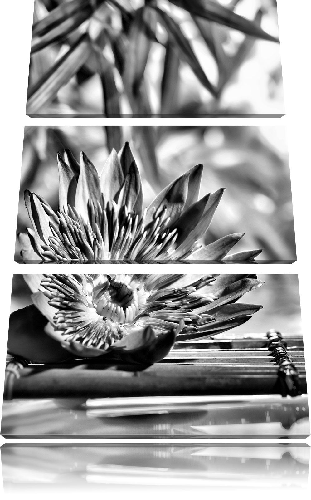 Pixxprint Monocrome, Seerose auf Bambus Wellness 3-Teiler Leinwandbild 120x80 Bild auf Leinwand