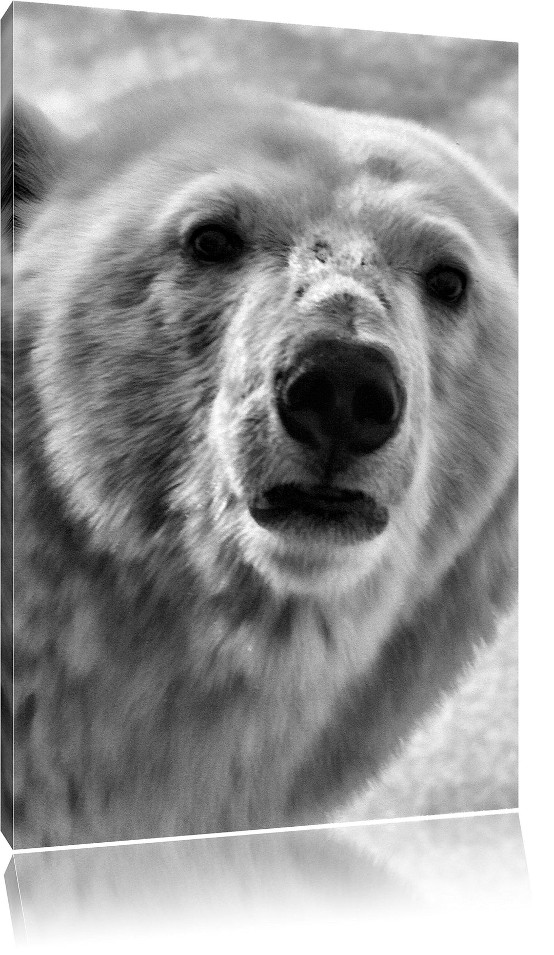 Pixxprint wachsamer Eisbär / 100x70cm Leinwandbild bespannt auf Holzrahmen/Wandbild Kunstdruck Dekor