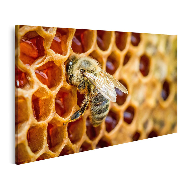 islandburner Bild auf Leinwand Bienen In Einem Bienenstock Auf Bienenwabe Bilder Wandbilder Poster L
