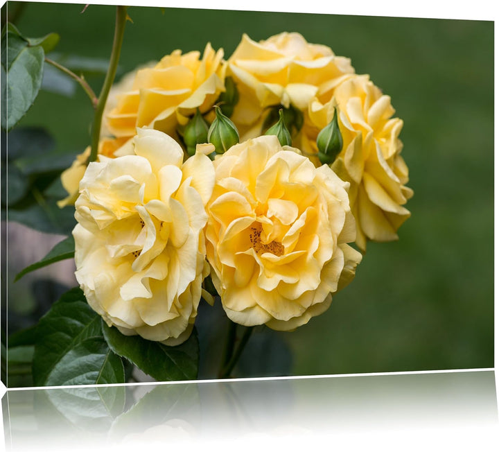 Weiss gelbe Rose Blumen USA Bild auf Leinwand, XXL riesige Bilder fertig gerahmt mit Keilrahmen. Kun