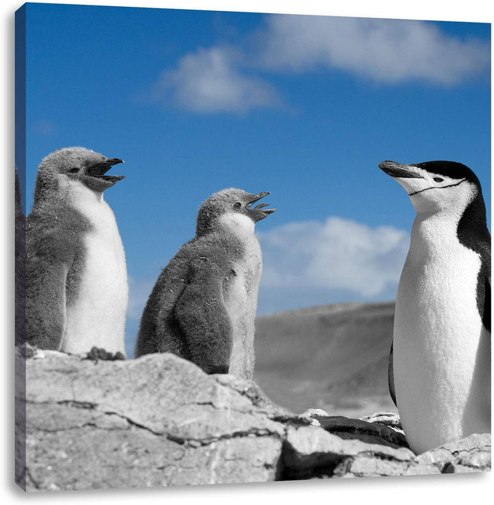 süsse Pinguine schwarz/weiss, Format: 70x70 auf Leinwand, XXL riesige Bilder fertig gerahmt mit Keil