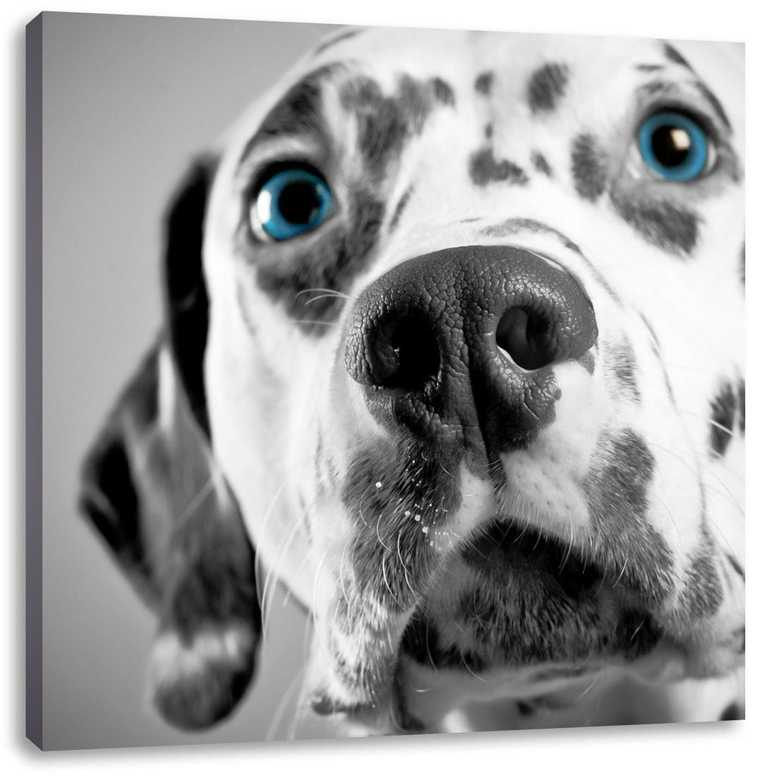 Pixxprint aufmerksamer Dalmatiner als Leinwandbild/Grösse: 70x70 cm/Wandbild/Kunstdruck/fertig bespa