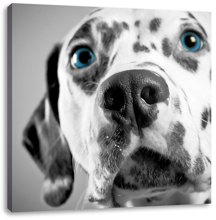 Pixxprint aufmerksamer Dalmatiner als Leinwandbild/Grösse: 70x70 cm/Wandbild/Kunstdruck/fertig bespa