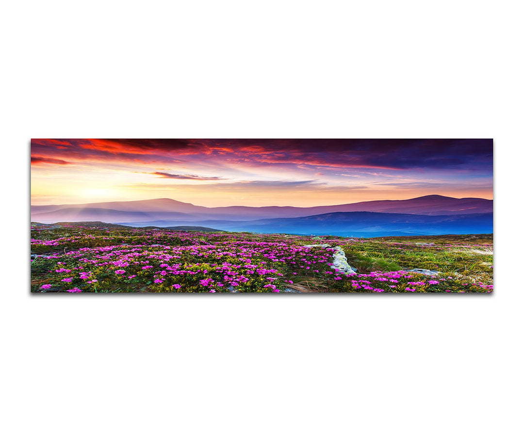 Paul Sinus Art Panoramabild auf Leinwand und Keilrahmen 150x50cm Blumenwiese Berge Abendrot Sonnenst