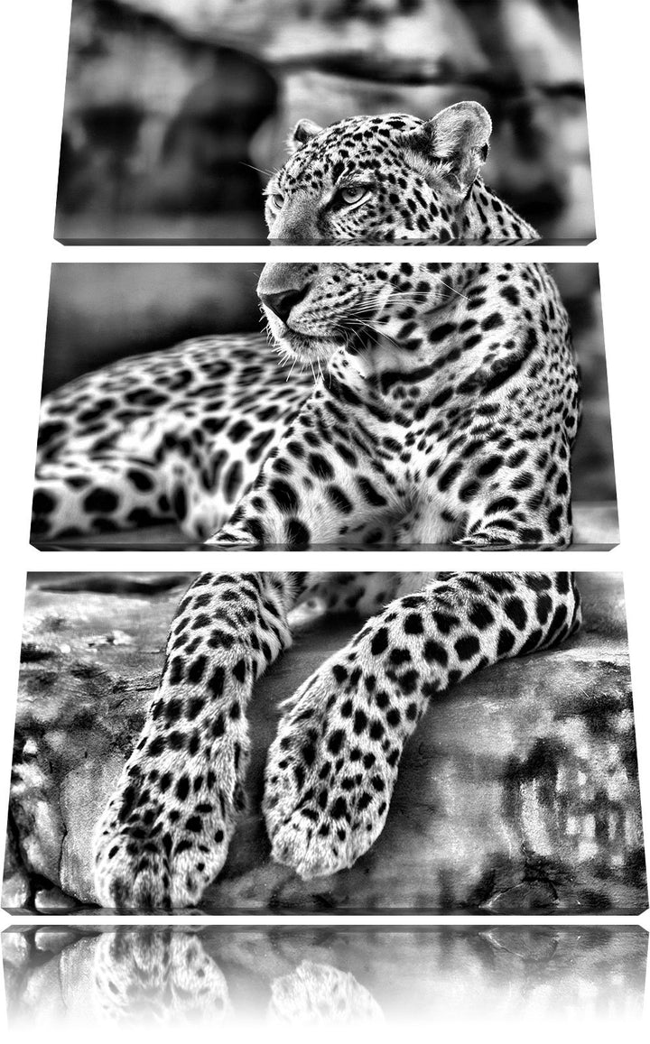 Pixxprint Majestätischer Leopard als Leinwandbild/Grösse: 3 Teilig (120x80) cm/Wandbild/Kunstdruck/f
