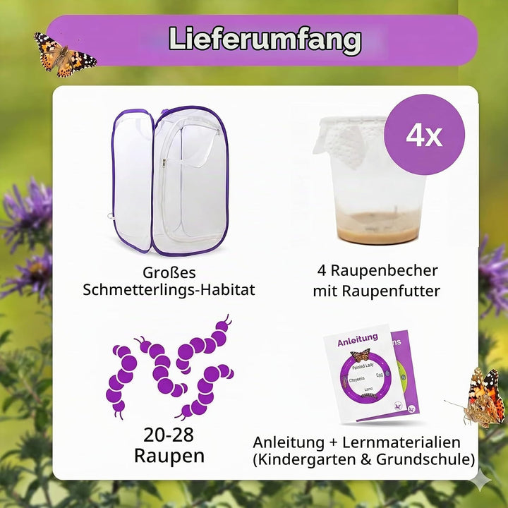 Schmetterlingszucht-Set für Kinder/Erwachsene | Schmetterlinge züchten [Erfolgsgarantie] | Heimische