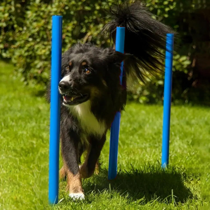Hunde Agility‑Set 12Slalom‑Stangen, wetterfestes Slalom‑Set für Hundesport und Fussball, Agility‑Tra