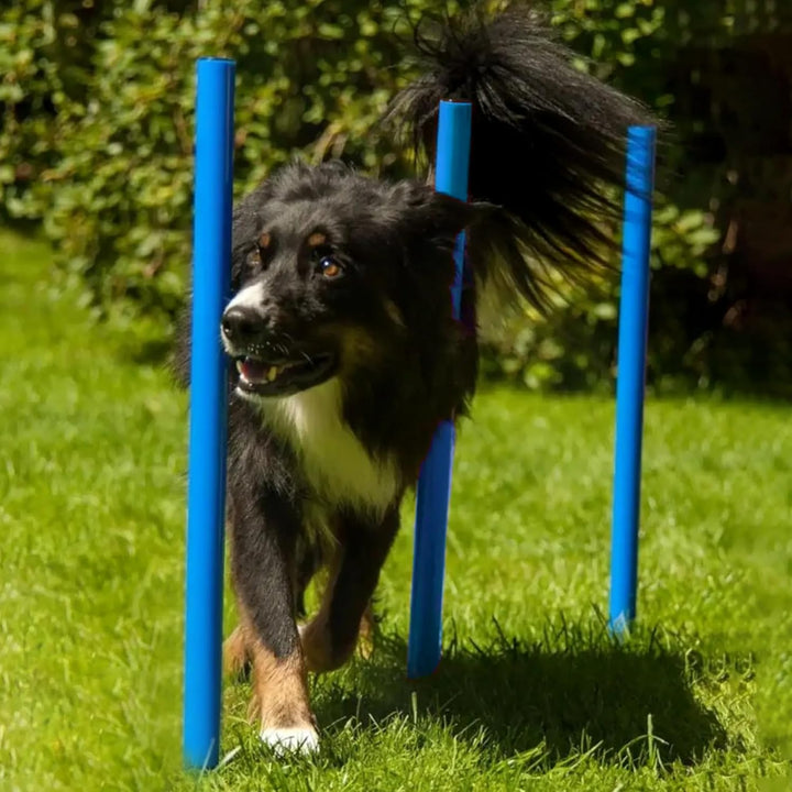 Agility Set für individuelles Hundetraining, Hürden und Slalomstangen mit massiven Erdnägeln, Hundes