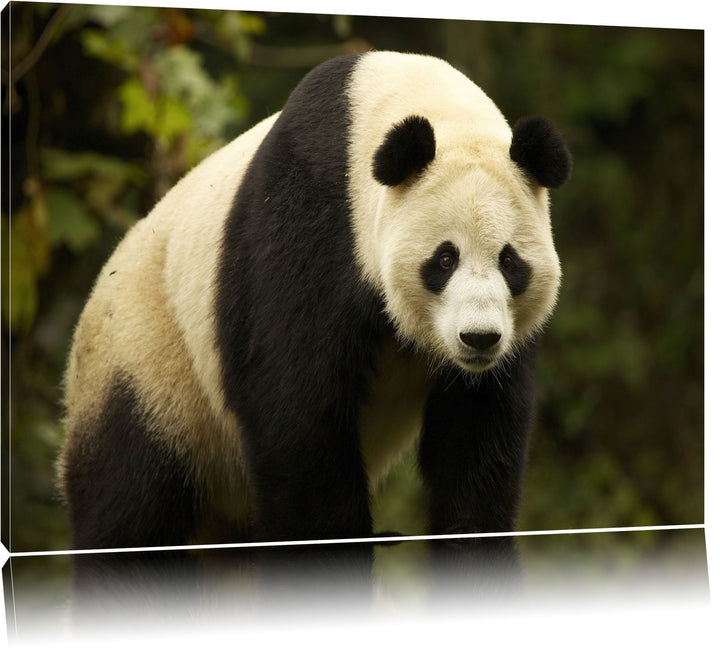 Pixxprint grosser Pandabär Leinwand, XXL riesige Bilder fertig gerahmt mit Keilrahmen, Kunstdruck au