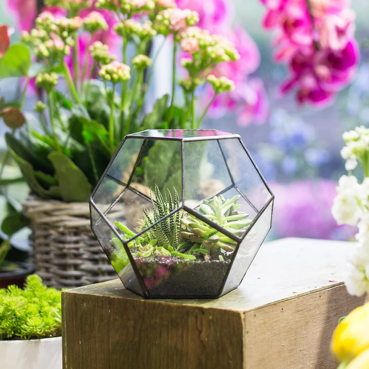 NCYP Handmade Blumentopf Transparentes fünfeckiges Dodekaeder Glas, Terrarium, auch für Sukkulenten,