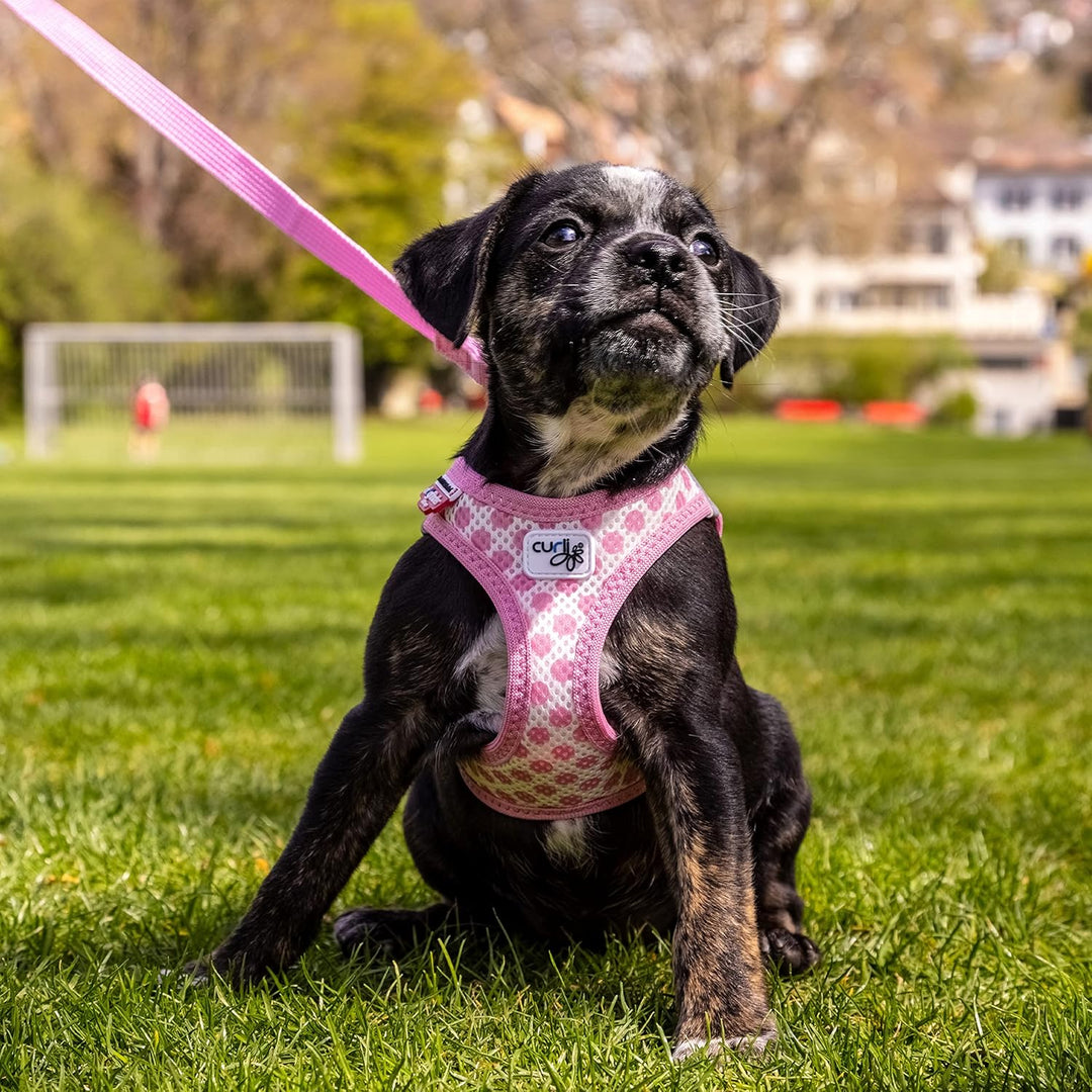 Vest Harness curli Clasp Air-Mesh Pink-Circles XS & Leash M, Pink-Circles XS