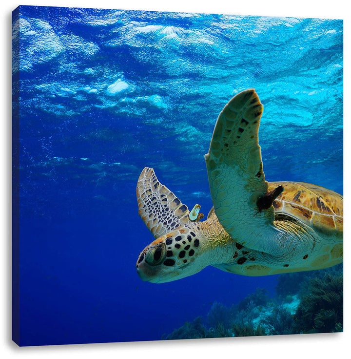 Schildkröte im Riff, Format: 70x70 auf Leinwand, XXL riesige Bilder fertig gerahmt mit Keilrahmen, K