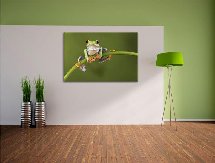 Baum-Frosch auf Bambus, Format: 100x70 auf Leinwand, XXL riesige Bilder fertig gerahmt mit Keilrahme