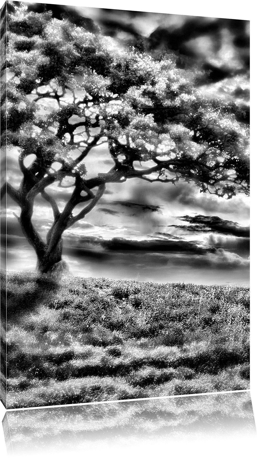 Pixxprint Einsamer Baum schwarz weiss / 100x70cm Leinwandbild bespannt auf Holzrahmen/Wandbild Kunst