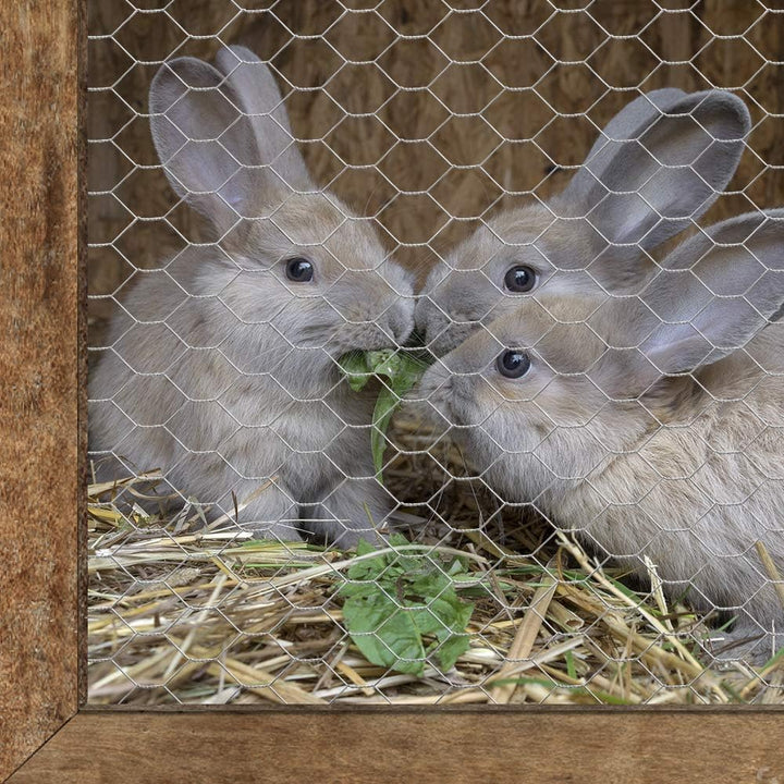 Amagabeli 1M x 25M Volierendraht Maschenweite 25mm Sechseckig Verzinkt Hühnerzaun Kaninchendraht Has