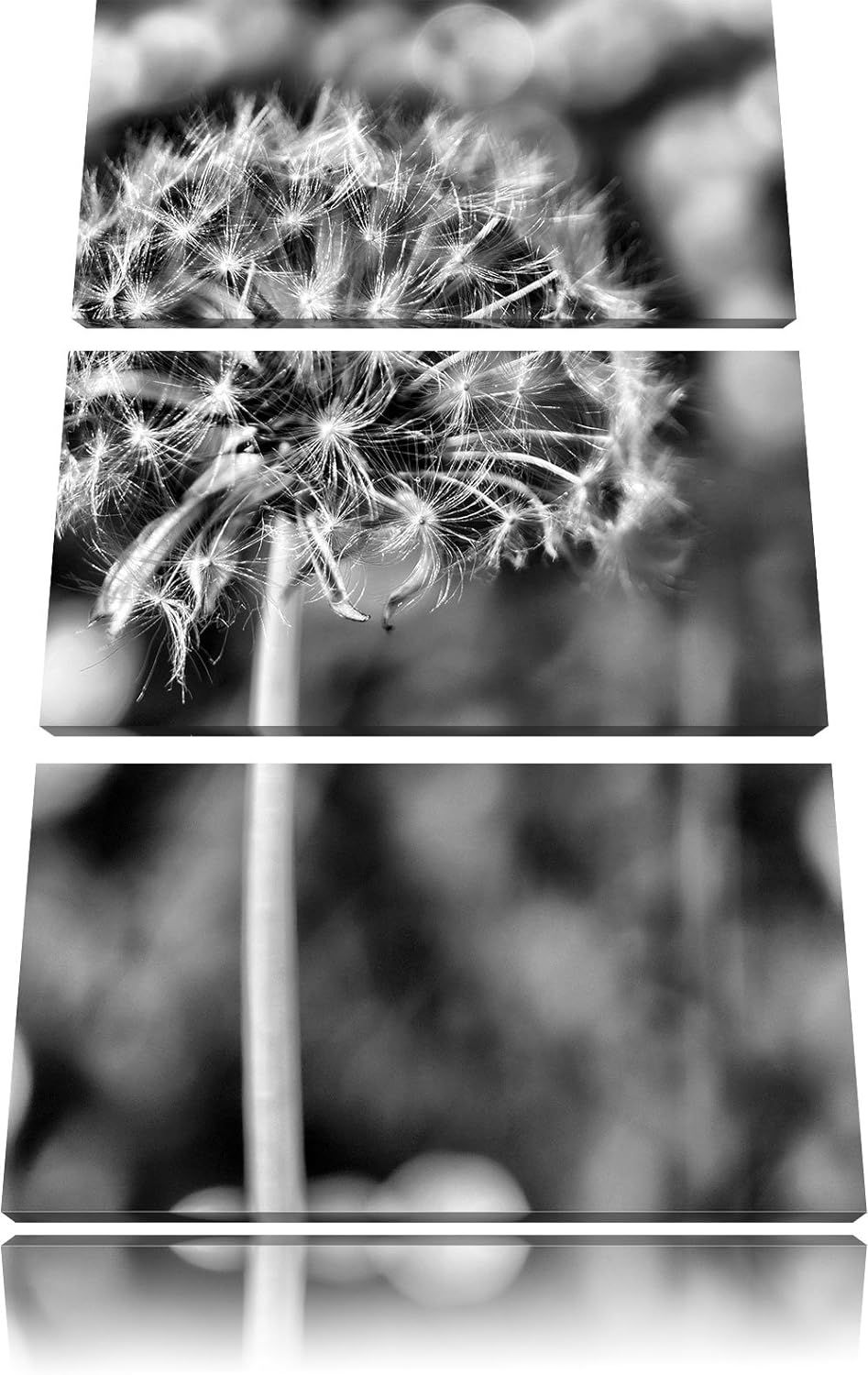 Pixxprint Monocrome, Pusteblume auf Wiese 3-Teiler Leinwandbild 120x80 Bild auf Leinwand