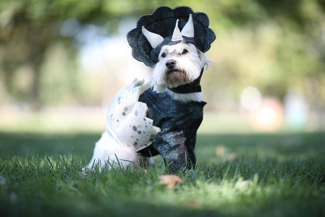 California Costumes Dino-Kostüm für Hunde, Grösse S dunkelgrün S (Neck: 12"-14", Girth: 16"-20", Bac