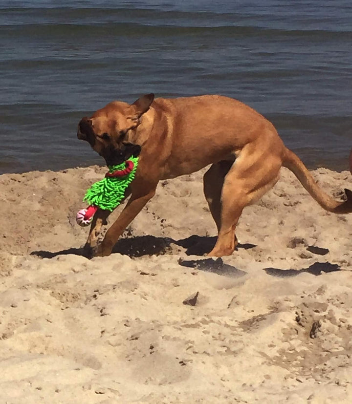 Dingo Mop Bungee Grün Mikrofaser mit Vanille Duft Ball Hundespielzeug Agility Apporte zum Spielen Ta